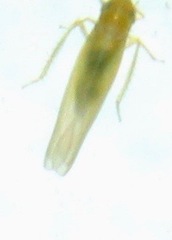 Forcipata