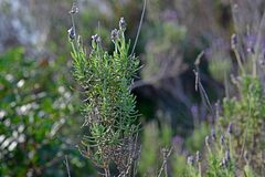Lavandula dentata