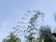 Psilopogon lineatus