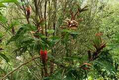 Calliandra houstoniana calothyrsus