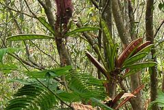 Calliandra houstoniana calothyrsus