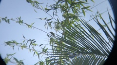 Psilopogon lineatus