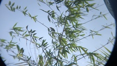 Psilopogon lineatus