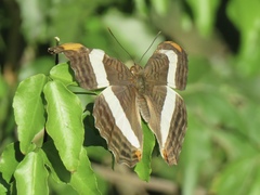 Adelpha fessonia