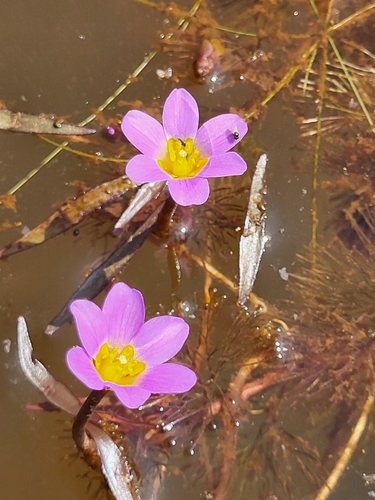 Forked fanwort (Cabomba furcata)