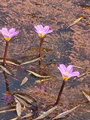 Cabomba furcata, photograph 5