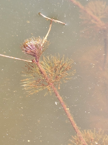 Cabomba furcata, photograph 6