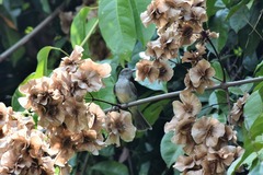 Sublegatus obscurior