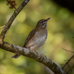 Turdus pallidus