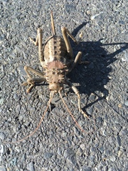 Hetrodes pupus