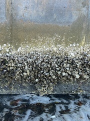 Amphibalanus improvisus