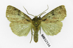 Xestia collina