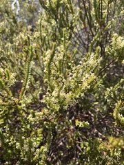 Struthiola striata