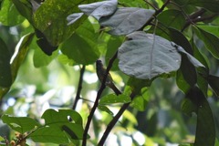 Ixothraupis punctata