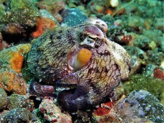 Amphioctopus marginatus