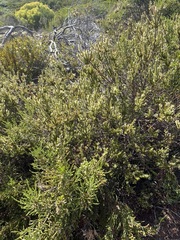 Struthiola striata