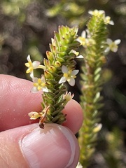 Struthiola striata