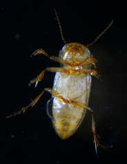 Haedeoporus texanus