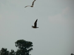 Larus armenicus