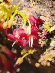 Averrhoa bilimbi