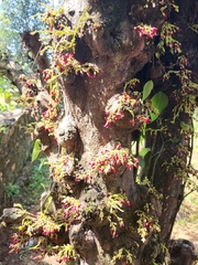 Averrhoa bilimbi