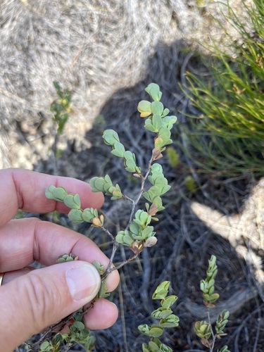 Image of Cliffortia obcordata by (c) Charleen Brunke, some rights reserved (CC BY)