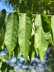 Averrhoa bilimbi
