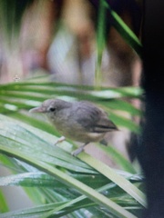 Colluricincla rufogaster