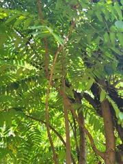Averrhoa bilimbi