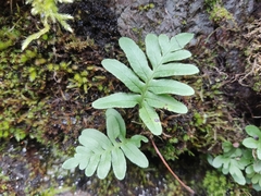 Polypodium