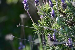 Lavandula dentata
