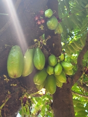Averrhoa bilimbi