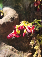 Averrhoa bilimbi