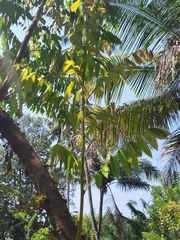 Averrhoa bilimbi