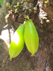 Averrhoa bilimbi