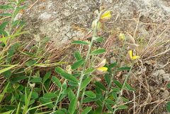 Crotalaria albida