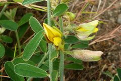 Crotalaria albida