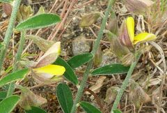 Crotalaria albida