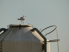 Larus armenicus
