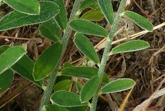 Crotalaria albida
