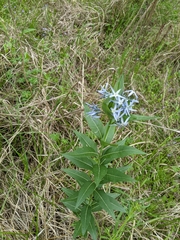 Amsonia