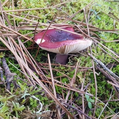 Russula torulosa