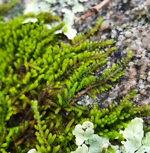 Image of Thelia hirtella by (c) Tyler Ekholm, some rights reserved (CC BY)