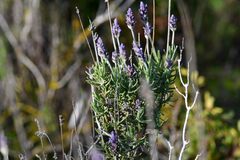 Lavandula dentata