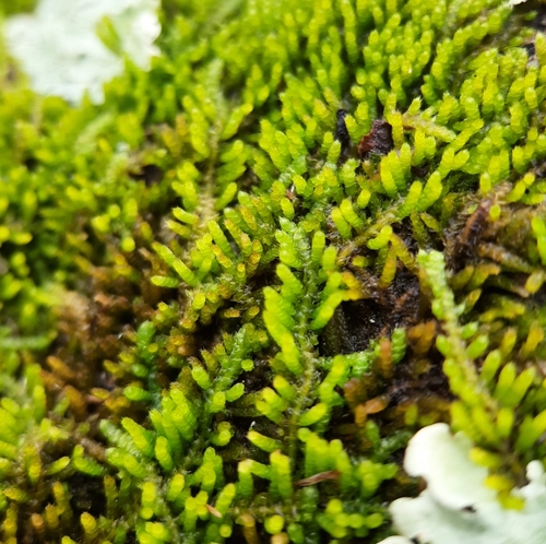 Image of Thelia hirtella by (c) Tyler Ekholm, some rights reserved (CC BY)