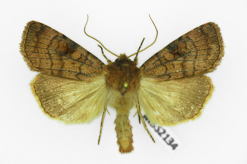 Six-striped Rustic