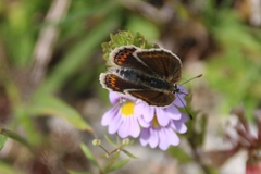 Plebejus argus