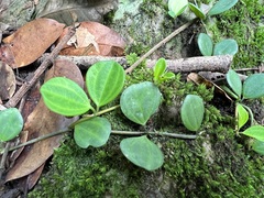 Peperomia quadrangularis