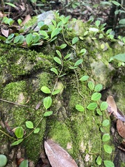 Peperomia quadrangularis