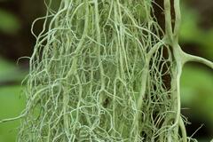 Alectoria sarmentosa